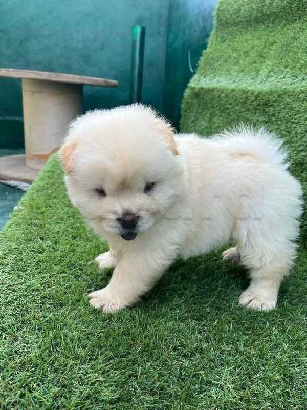 mâle chow chow