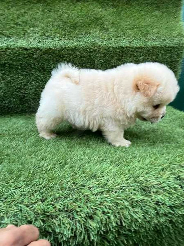 mâle chow chow - Miniature 3