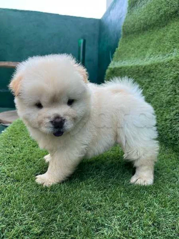 mâle chow chow - Miniature 4