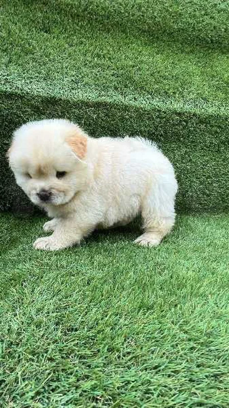 mâle chow chow - Miniature 5