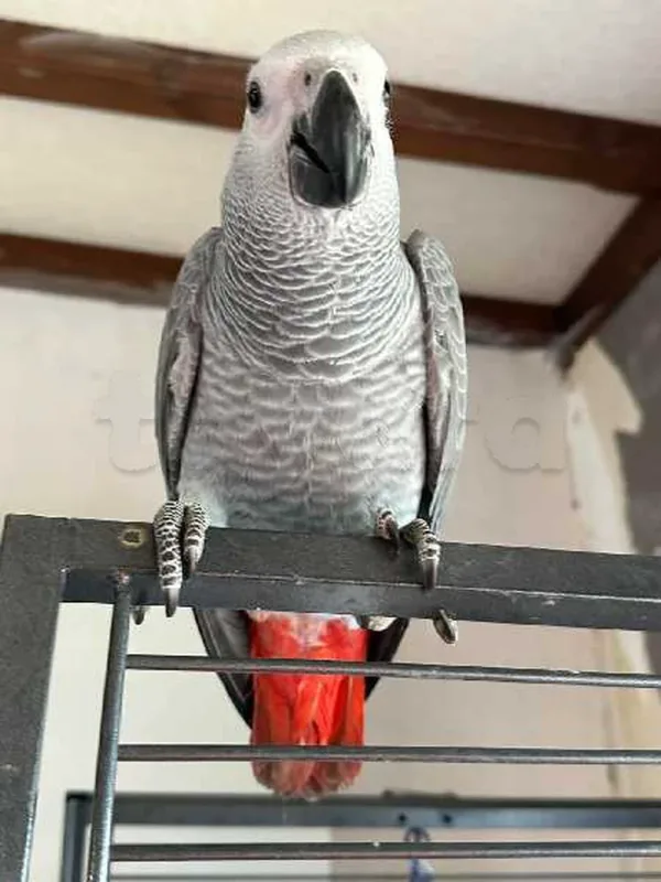 gris du Gabon