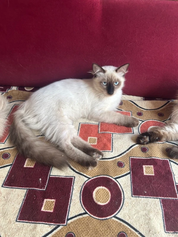 Chat siamois poilus