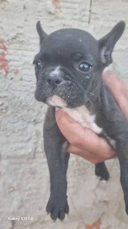 Mâle bulldog français