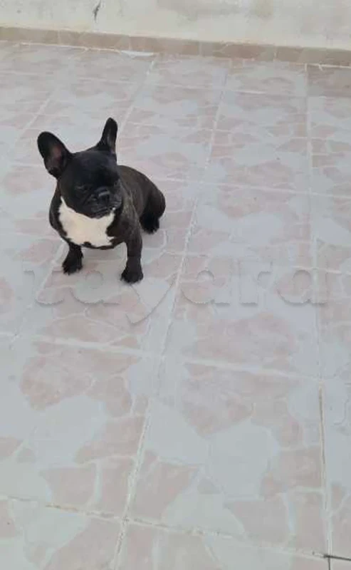 bouledogue français