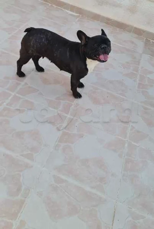 bouledogue français - Miniature 2