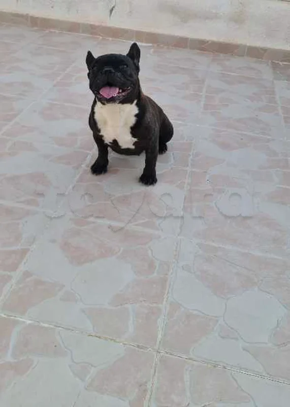 bouledogue français - Miniature 3