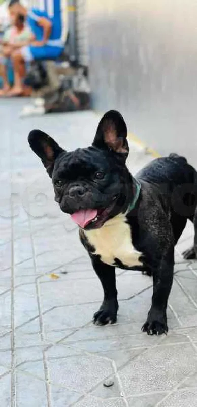bouledogue français - Miniature 4
