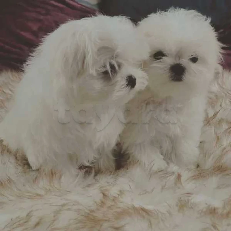 bichon maltais race pure