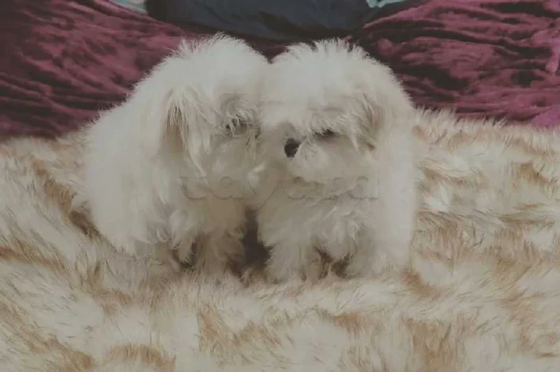 bichon maltais race pure - Miniature 2