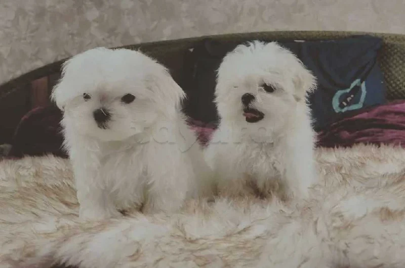 bichon maltais race pure - Miniature 3