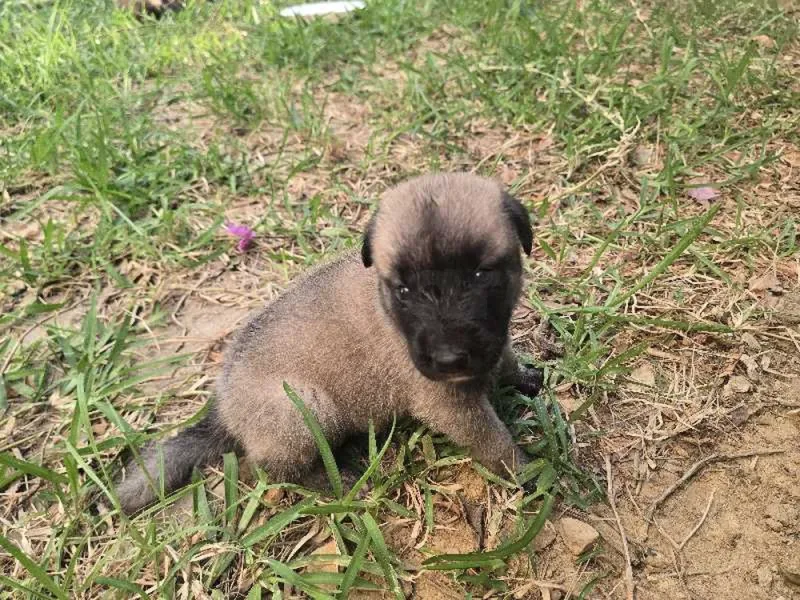 chiots kangal 30 jour - Miniature 2