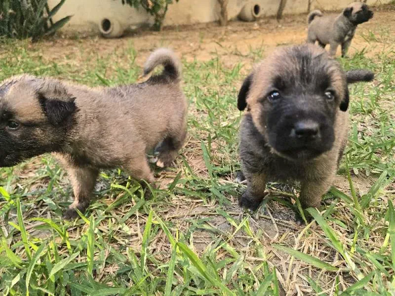 chiots kangal 30 jour - Miniature 3