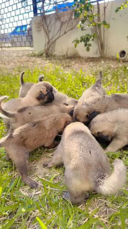 chiots kangal 30 jour - Miniature 4