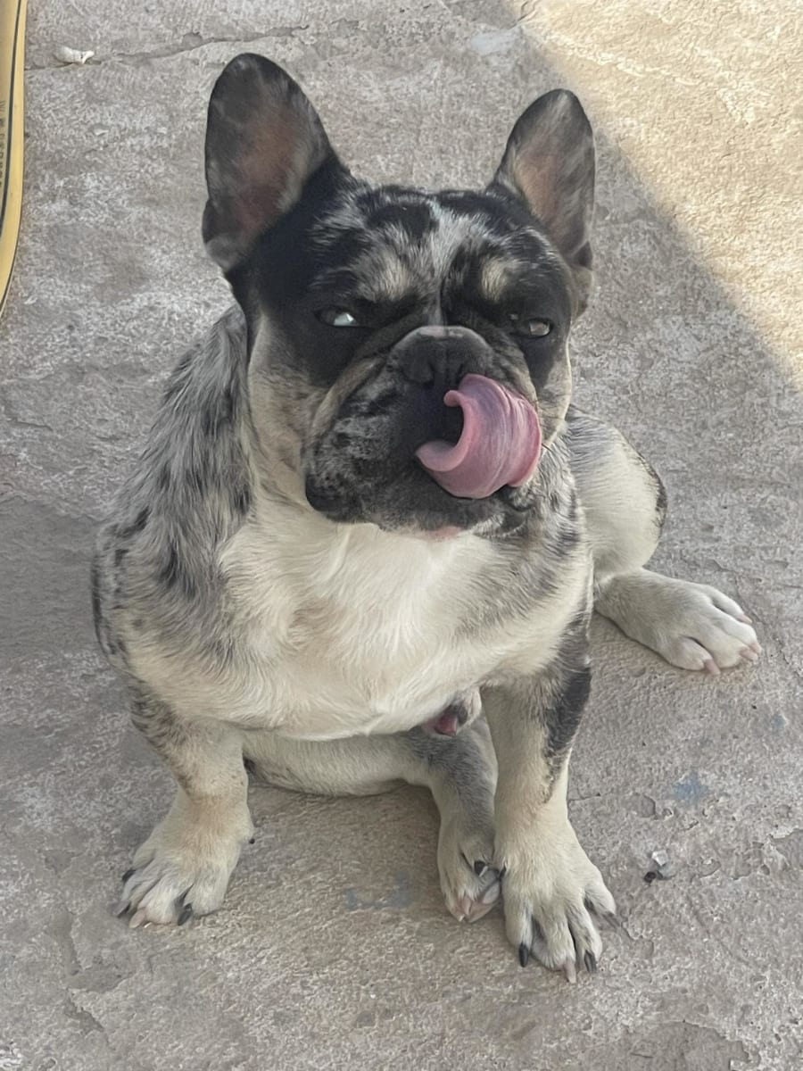 Adorable buldog français 