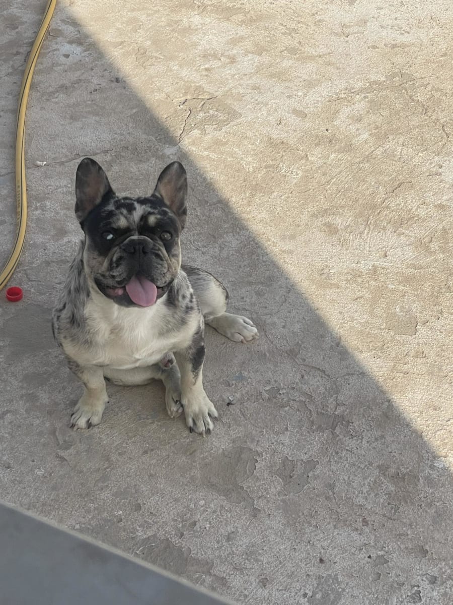 Adorable buldog français  - Miniature 3