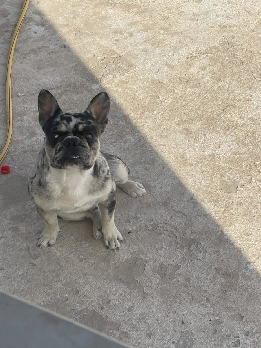Adorable buldog français  - Miniature 4