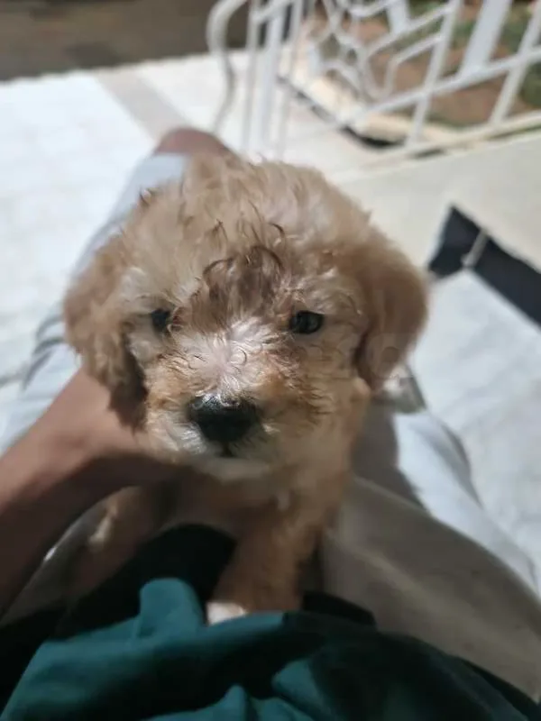 bichons à vendre
