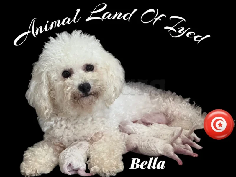 mini bichon frisé race pure