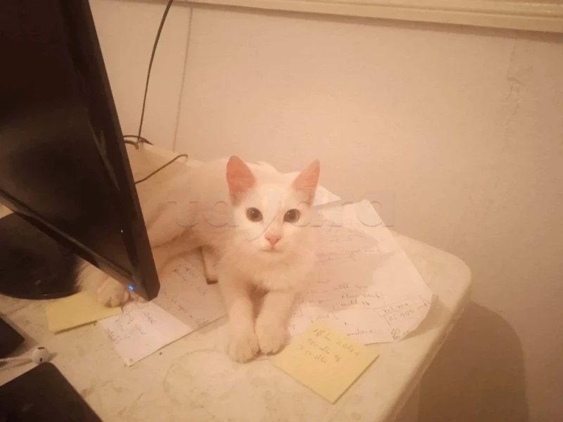 friendly chat cat parisian healthy  93135779 - Miniature 2