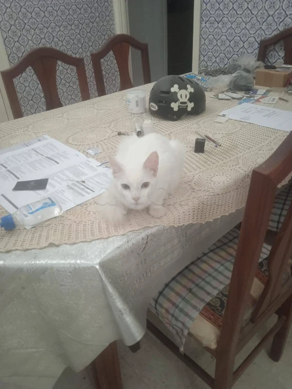 friendly chat cat parisian healthy  93135779 - Miniature 3