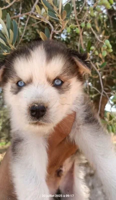 Husky a vendre