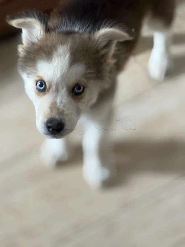 Husky a vendre - Miniature 2