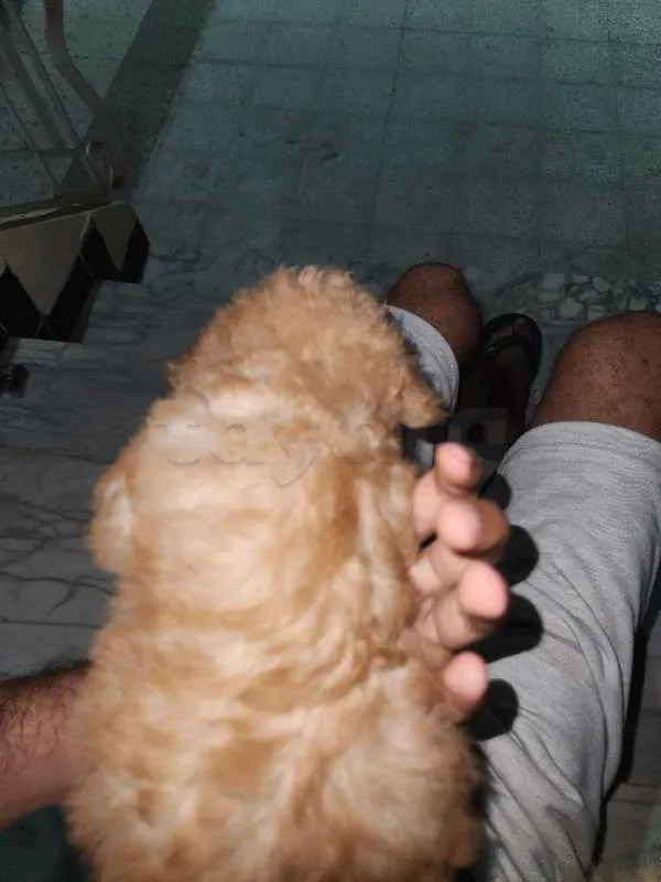 7 bichons à vendre - Miniature 3