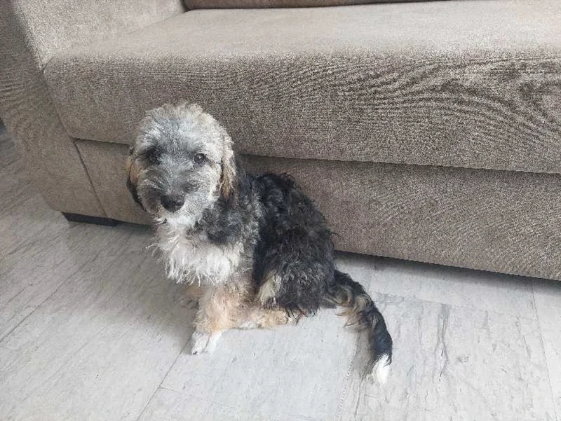 bichon 6 mois