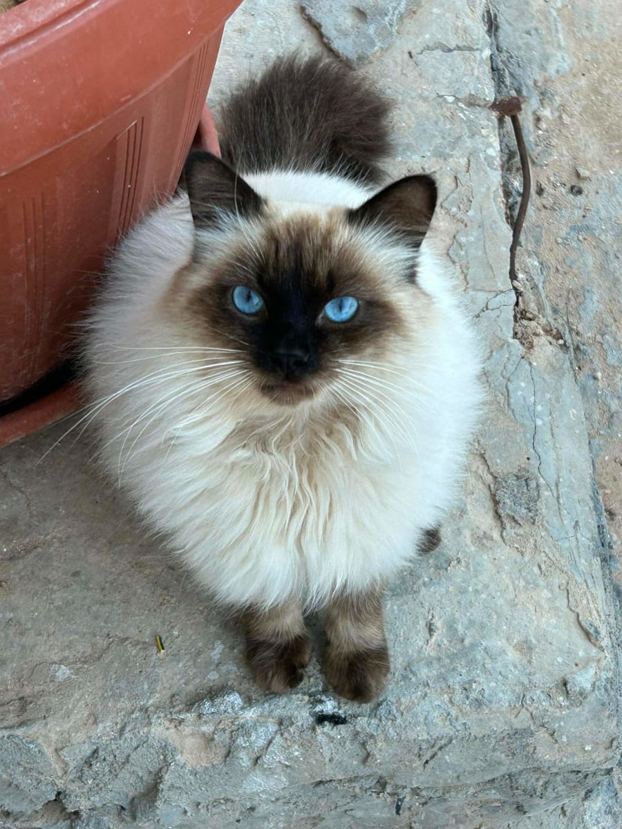 adorable chat 