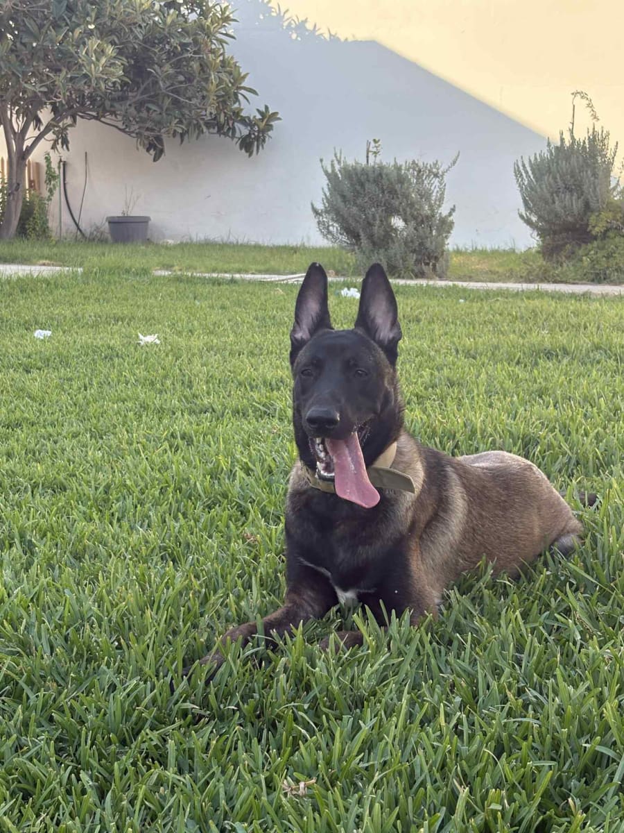 Malinois 