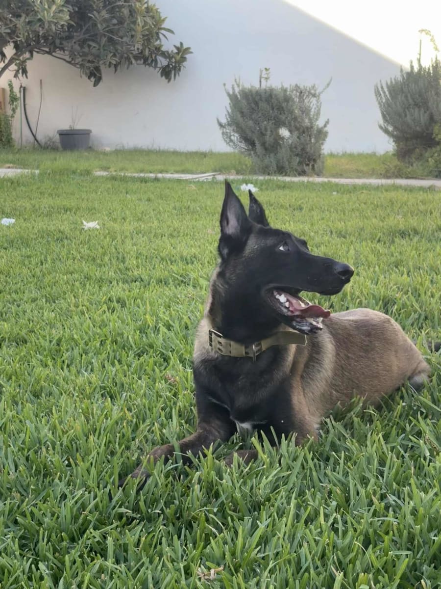 Malinois  - Miniature 2