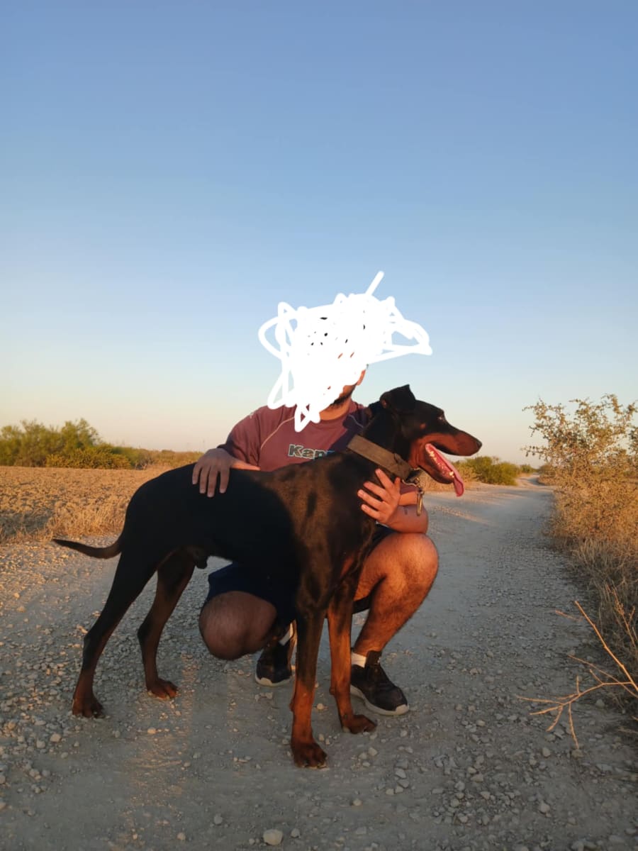 Un Doberman race pure