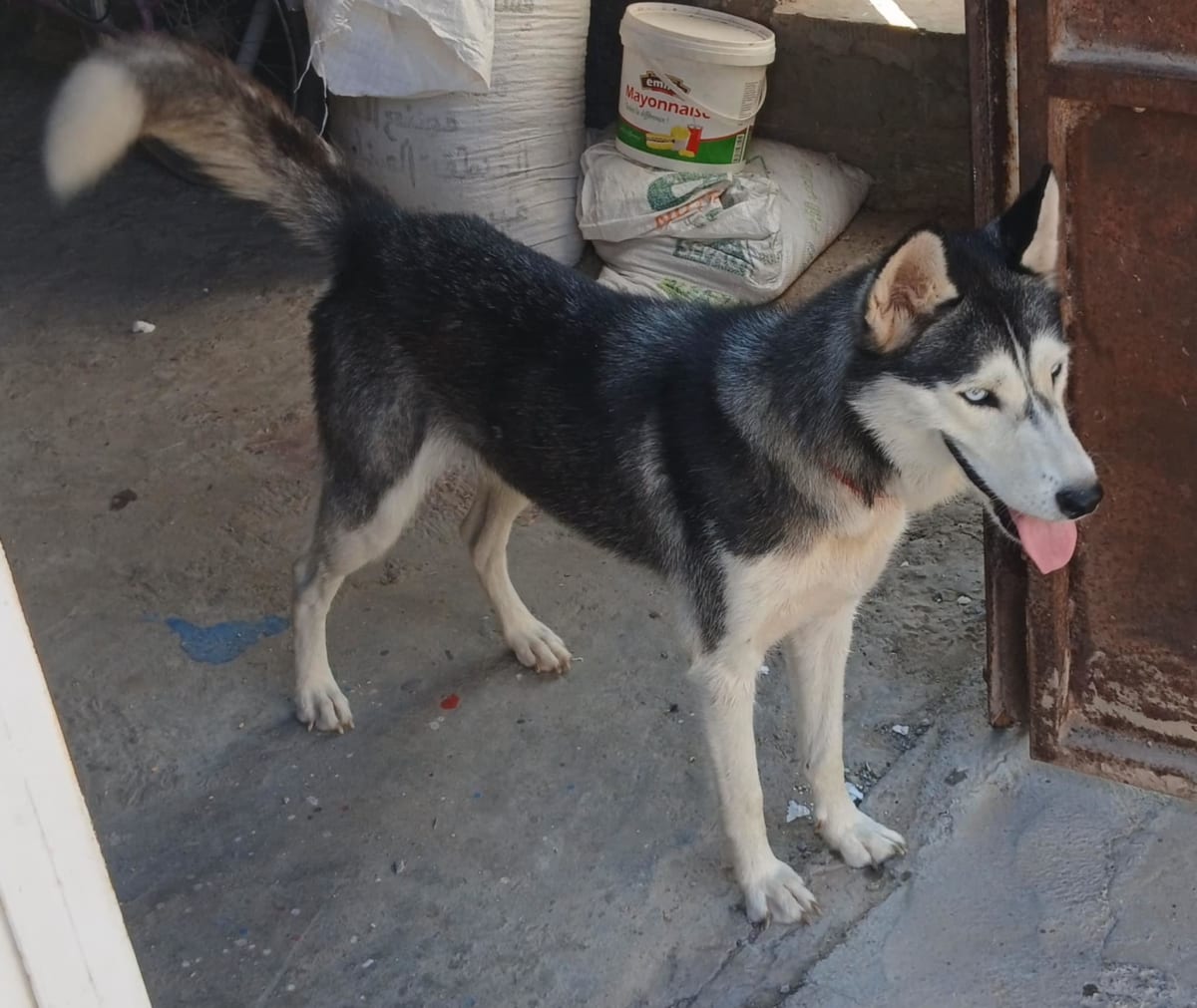 Adorable femelle husky