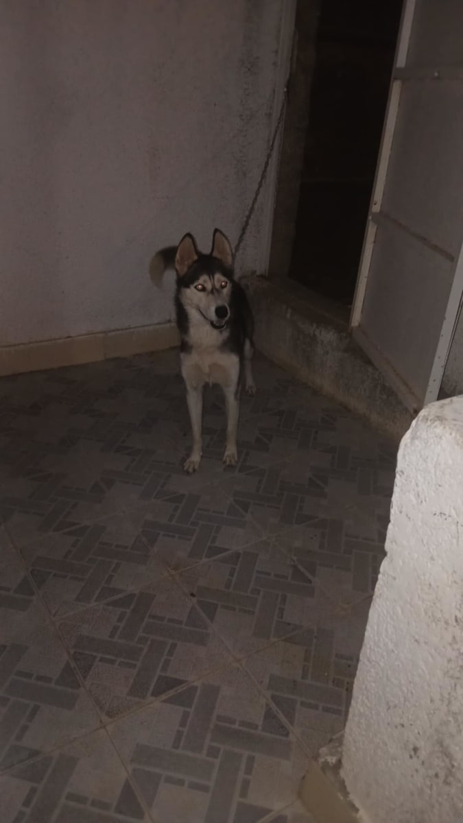 Adorable femelle husky - Miniature 3