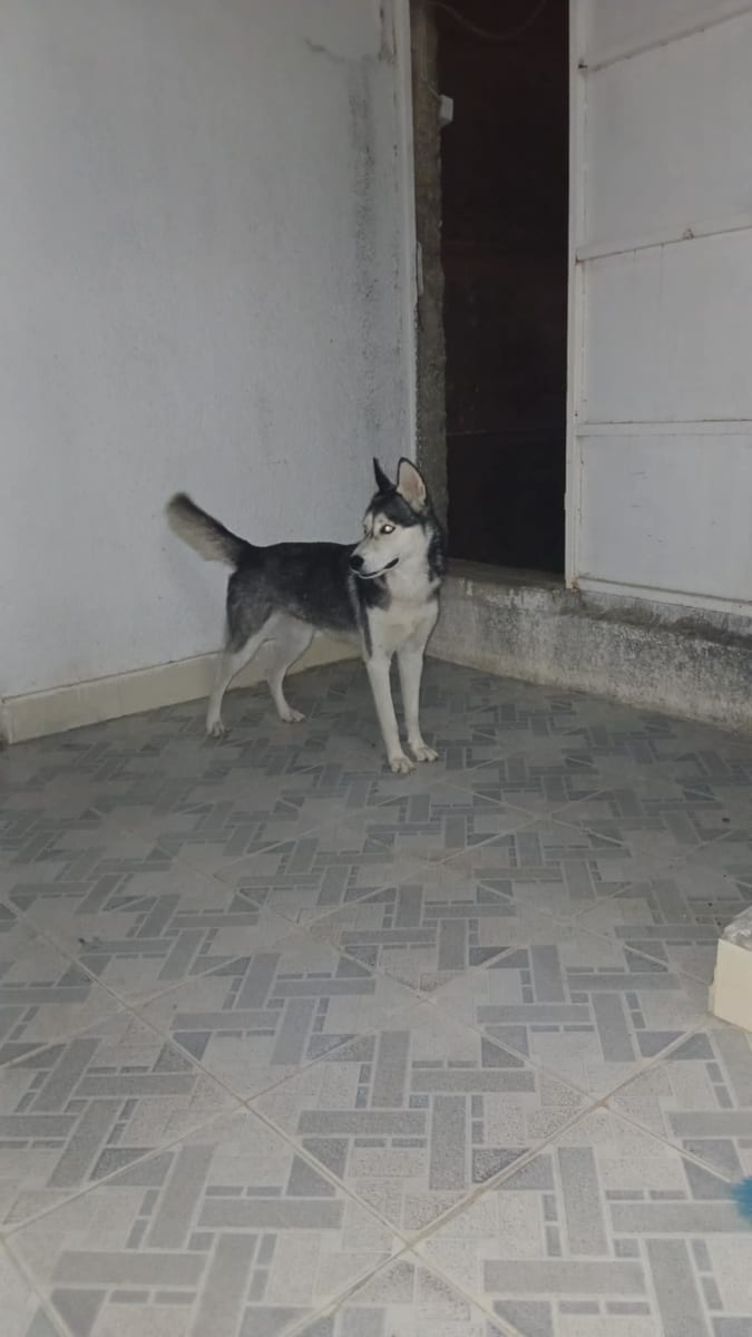Adorable femelle husky - Miniature 4