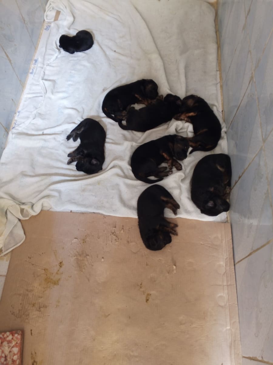  Chiot berger allemand 