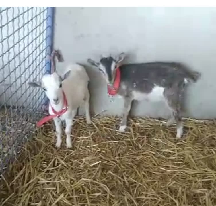 Couple Chèvre naine 