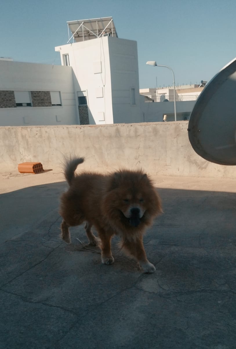 Chow-chow 