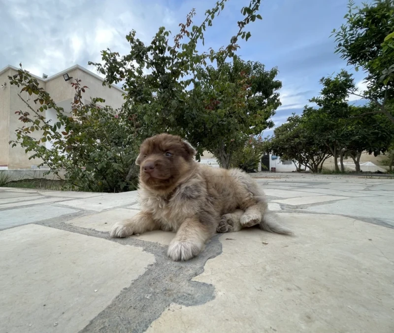 Un chien berger allemand X Berger blanc suisse - Miniature 2