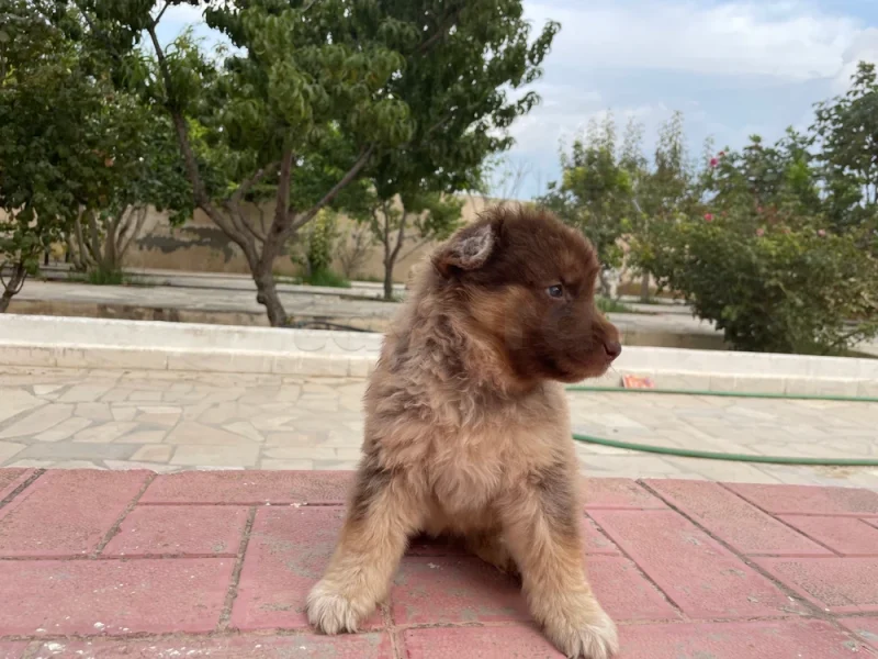 Un chien berger allemand X Berger blanc suisse - Miniature 3