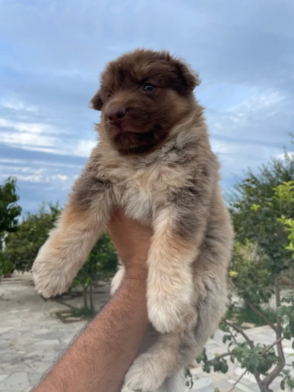 Un chien berger allemand X Berger blanc suisse - Miniature 4