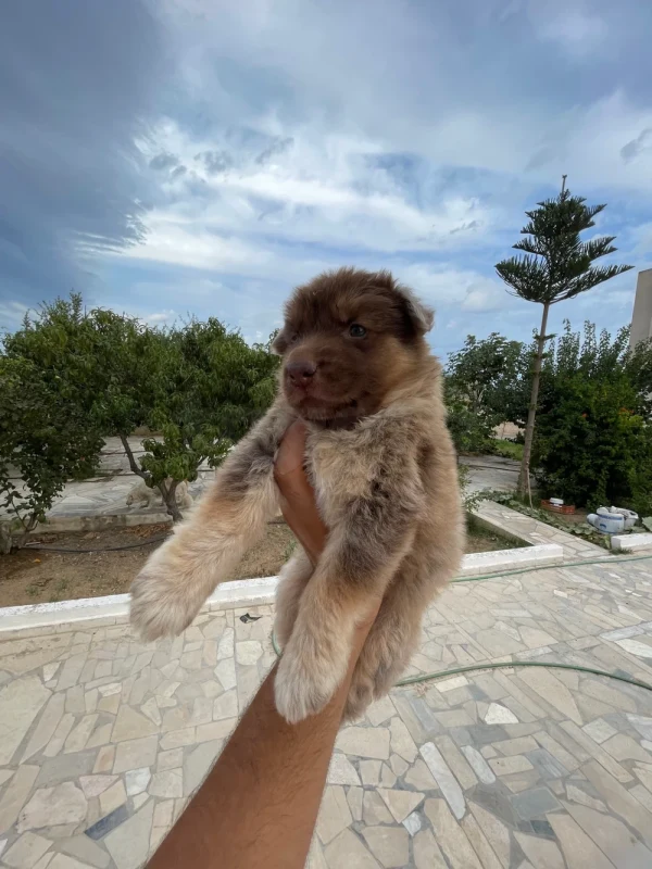 Un chien berger allemand X Berger blanc suisse - Miniature 5