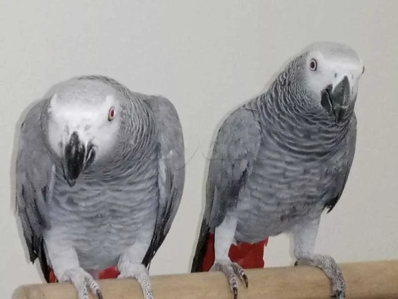 Gris