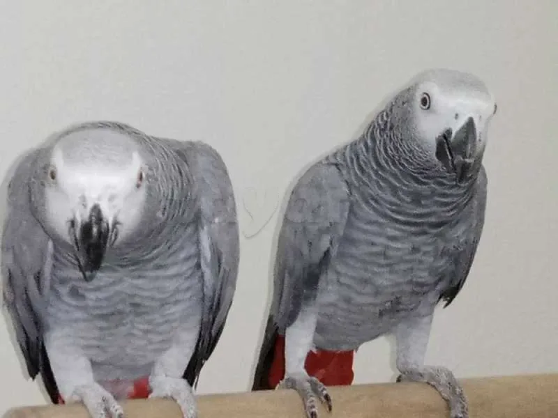 Gris - Miniature 2