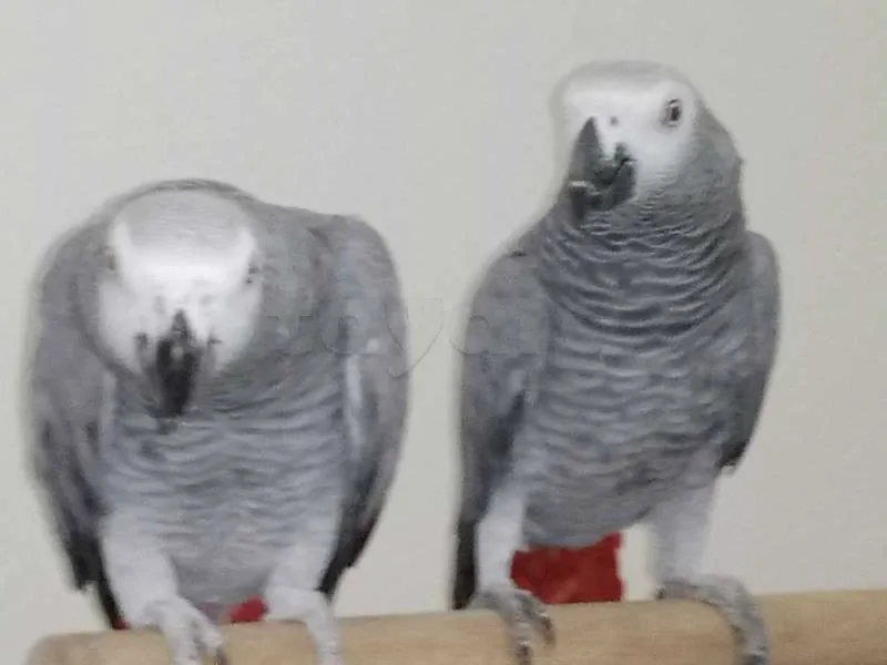 Gris - Miniature 3