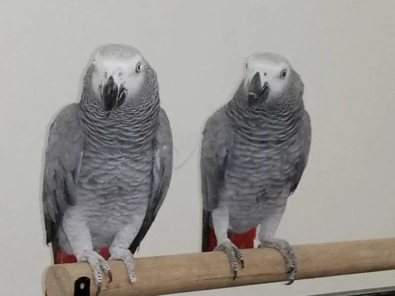 Gris - Miniature 4