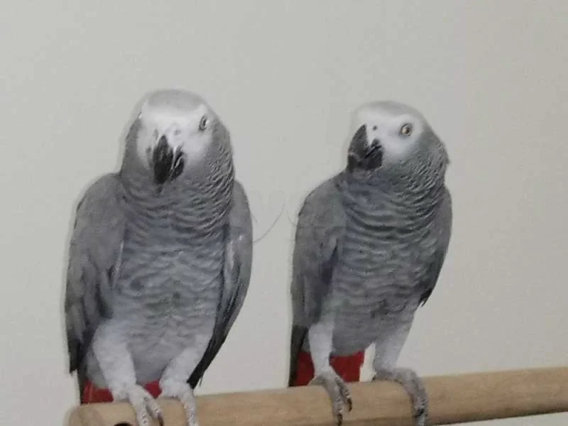 Gris - Miniature 5