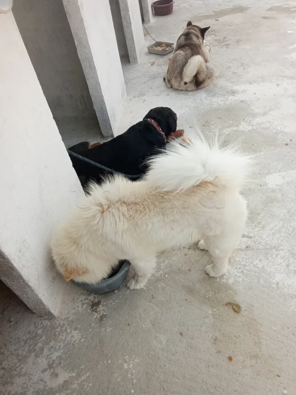 Chiens chow chow