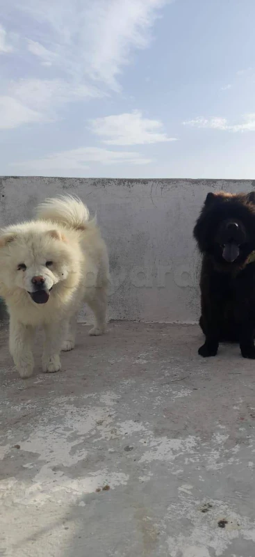 Chiens chow chow - Miniature 2