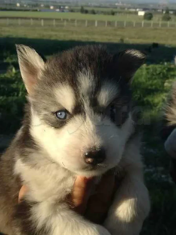 husky sibérien top - Miniature 2